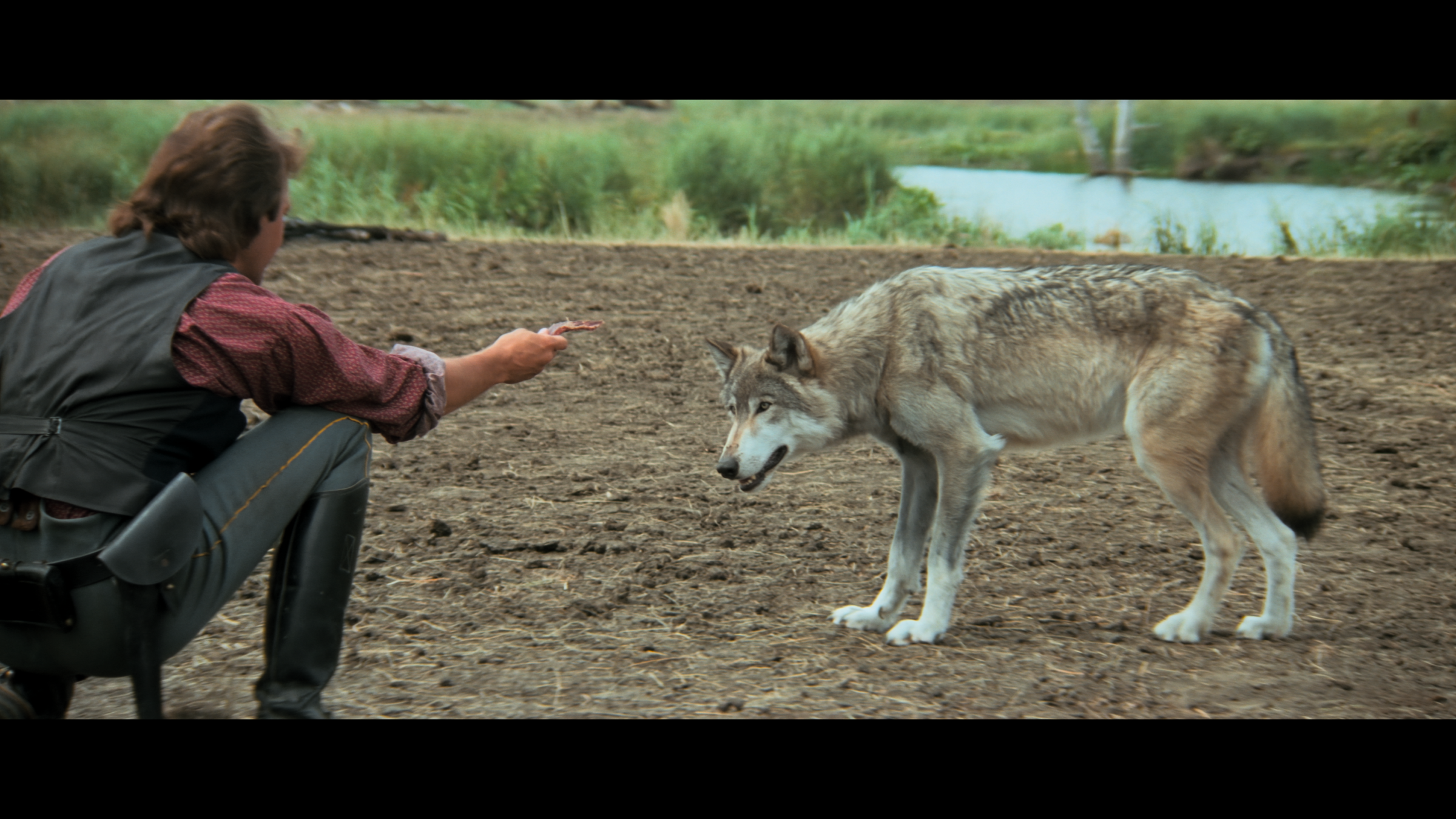 Der mit dem Wolf tanzt – Bild 2